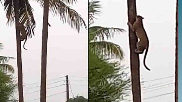 ವಿಡಿಯೋ: ಕಾಡಿನಿಂದ ನಾಡಿಗೆ ಬಂದು ತೆಂಗಿನ ಮರ ಹತ್ತಿದ ಚಿರತೆ