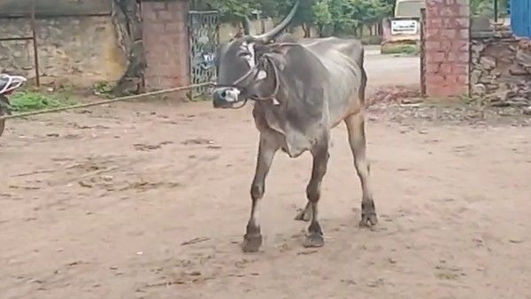 ಗದಗ ಜಿಲ್ಲೆಯಲ್ಲಿ ಜಾನುವಾರುಗಳಿಗೆ ರೋಗ ಬಾಧೆ; ಅನ್ನದಾತ ಕಂಗಾಲು