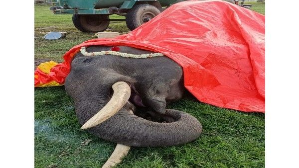 ಬಂಡೀಪುರ ಹುಲಿ ಸಂರಕ್ಷಿತ ಪ್ರದೇಶದಲ್ಲಿ 20 ವರ್ಷದ ಸಾಕಾನೆ ಸಾವು