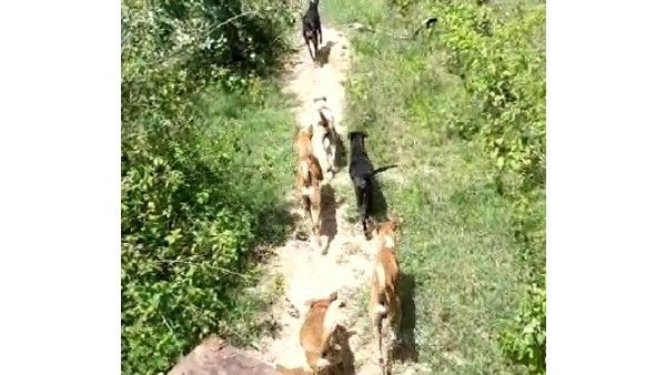 ಬೀದಿ ನಾಯಿಗಳನ್ನು ಕಾಡಿಗೆ ಬಿಟ್ಟ ಹಳಿಯಾಳ ಪುರಸಭೆ: ಪ್ರಾಣಿಪ್ರಿಯರ ಆಕ್ರೋಶ