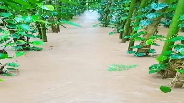 ನಿರಂತರ ಮಳೆಗೆ ಸೊರಗಿದ ವೀಳ್ಯದೆಲೆ; ಬೆಲೆ ಕುಸಿತದಿಂದ ರಾಮನಗರ ರೈತರ ಆತಂಕ