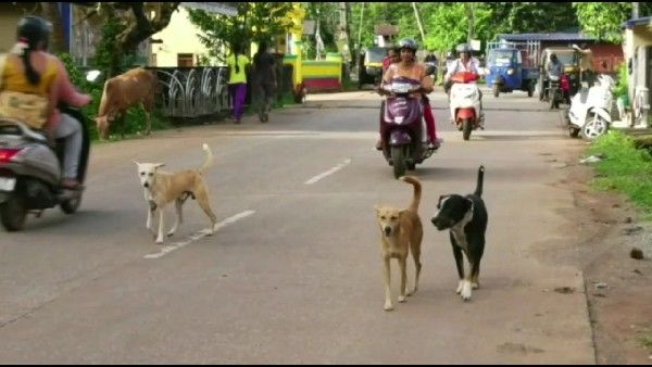 ಉತ್ತರಕನ್ನಡ; ವರ್ಷದಲ್ಲಿ 6 ಸಾವಿಕ್ಕೂ ಹೆಚ್ಚು ಜನರಿಗೆ ಕಚ್ಚಿದ ಬೀದಿ ನಾಯಿಗಳು
