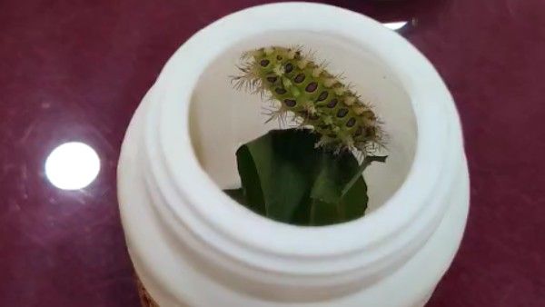 ದಿಢೀರ್ ಕಾಣಿಸಿಕೊಂಡ ವಿಚಿತ್ರ ಕೀಟಕ್ಕೆ ಬೆಚ್ಚಿಬಿದ್ದ ಗದಗ ರೈತರು!