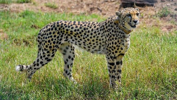 ನಮೀಬಿಯಾದಿಂದ ಚೀತಾಗಳೇನೋ ಬಂದವು, ಮುಂದೆ ಅವು ದೇಶದಲ್ಲಿ ಉಳಿಯಬಲ್ಲವೇ?