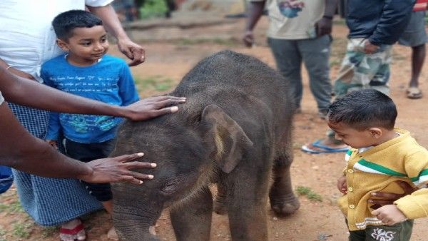 ಕನಕಪುರ: ತಾಯಿ ಕಳೆದುಕೊಂಡಿದ್ದ ಮರಿಯಾನೆಗೆ ಆಶ್ರಯ ನೀಡಿದ ಗ್ರಾಮಸ್ಥರು