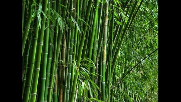 Positive News: ಕರ್ನಾಟಕದಲ್ಲಿ ಬಿದಿರು ಕೃಷಿಗೆ ಹೆಚ್ಚಿದ ಆಸಕ್ತಿ