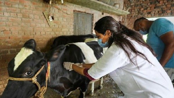 ಮುದ್ದೆ ಚರ್ಮ ರೋಗಕ್ಕೆ 67 ಸಾವಿರಕ್ಕೂ ಹೆಚ್ಚು ಜಾನುವಾರುಗಳು ಬಲಿ; ಸರ್ಕಾರದ ಮಾಹಿತಿ