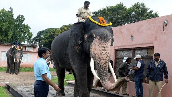 ಗಜಪಡೆ ತೂಕ ಪರೀಕ್ಷೆ; ಅರ್ಜುನ ಮತ್ತೆ ಟಾಪರ್, 5 ಟನ್ ತಲುಪಿದ ಅಭಿಮನ್ಯು