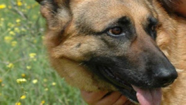 ಕೇರಳದಲ್ಲಿವೆ 170 ನಾಯಿ ಕಚ್ಚುವಿಕೆಯ ಹಾಟ್‌ಸ್ಪಾಟ್‌ಗಳು