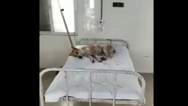 ಮಧ್ಯಪ್ರದೇಶ: ಆಸ್ಪತ್ರೆಯ ಬೆಡ್ ಮೇಲೆ ನಾಯಿಯ ವಿಡಿಯೋ ವೈರಲ್- ಬಿಜೆಪಿ ವಿರುದ್ಧ ಕಾಂಗ್ರೆಸ್ ಕಿಡಿ