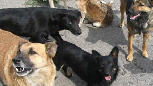 ರಾಜ್ಯದಲ್ಲಿ ಬೀದಿ ನಾಯಿಗಳು ಜನರಿಗೆ ಕಚ್ಚಿರುವ ಸಂಖ್ಯೆ ಎಷ್ಟು ಗೊತ್ತಾ?