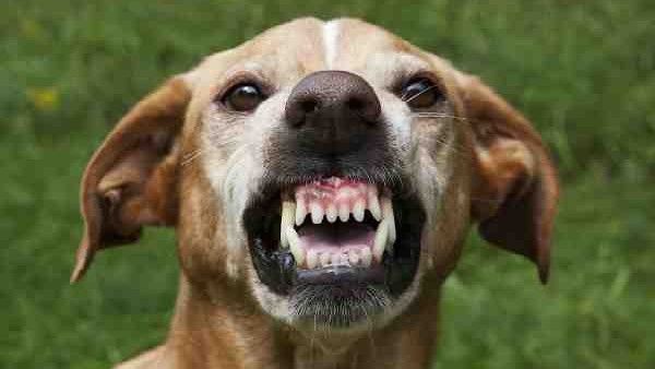 ನಾಯಿಗಳು ಏಕೆ ಹೆಚ್ಚು ಕಚ್ಚುತ್ತವೆ, ರೇಬೀಸ್ ಕಾಯಿಲೆ ಎಷ್ಟು ಅಪಾಯ?