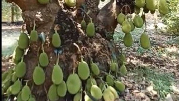 ನೆಟ್ಟಿಗರ ಗಮನ ಸೆಳೆದ 200 ವರ್ಷ ಹಳೆಯದಾದ ಹಲಸಿನ ಮರ; ವಿಡಿಯೋ ನೋಡಿ