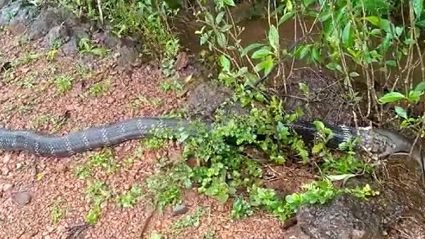 ಶಿರಸಿಯಲ್ಲಿ ಉಡ ನುಂಗಲು ಯತ್ನಿಸಿ ವಿಫಲವಾದ ಕಾಳಿಂಗ ಸರ್ಪ