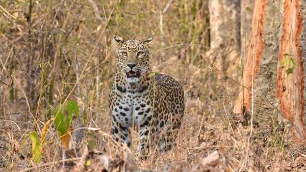ಚಾಮರಾಜನಗರ: ಹನೂರಲ್ಲಿ ರೈತ, ಹಸುವನ್ನು ಕೊಂದ ಚಿರತೆ