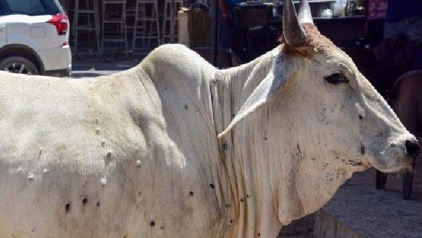 ಮುದ್ದೆ ಚರ್ಮ ರೋಗಕ್ಕೆ 75 ಸಾವಿರಕ್ಕೂ ಹೆಚ್ಚು ಜಾನುವಾರುಗಳು ಬಲಿ