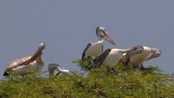 ಮಂಡ್ಯ: ಹೆಜ್ಜಾರ್ಲೆ ಪಕ್ಷಿಗೆ ಜಿಪಿಎಸ್ ಅಳವಡಿಸಿದ ವಿಜ್ಞಾನಿಗಳು; ದೇಶದಲ್ಲೇ ಮೊದಲ ಯಶಸ್ವಿ ಪ್ರಯೋಗ
