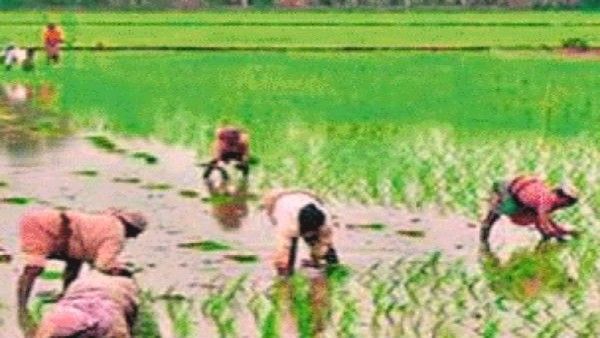 ತುಂಗಭದ್ರಾ ಎಡದಂಡೆ ಕಾಲುವೆ ನೀರು ಸ್ಥಗಿತ; ರಾಯಚೂರಿನ ರೈತರು ಕಂಗಾಲು