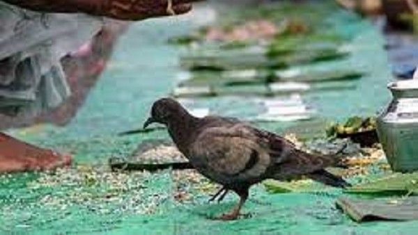 Pitru Paksha 2022 Dates : ಪಿತೃ ಪಕ್ಷ ದಿನಾಂಕ, ಶುಭ ಮುಹೂರ್ತ, ಮಹತ್ವ ಮತ್ತು ಆಚರಣೆಗಳು