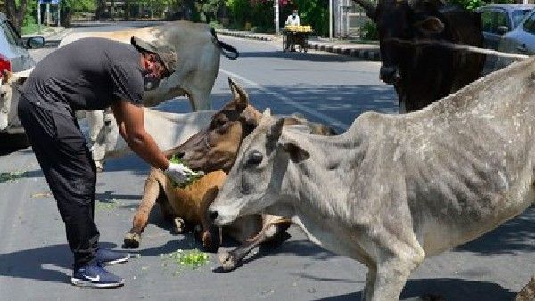 ಪ್ರಧಾನಿ ಮೋದಿ ನಾಡಲ್ಲಿ 4.50 ಲಕ್ಷ ಹಸುಗಳು ಸಂಕಷ್ಟಕ್ಕೆ; ಯಾಕೆ?