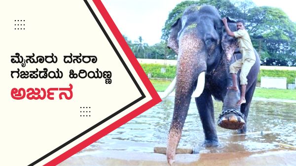 ಮೈಸೂರು ದಸರಾ ಗಜಪಡೆಯ ಹಿರಿಯಣ್ಣ ಅರ್ಜು‍ನನ ಬಗ್ಗೆ ನಿಮಗೆಷ್ಟು ಗೊತ್ತು?