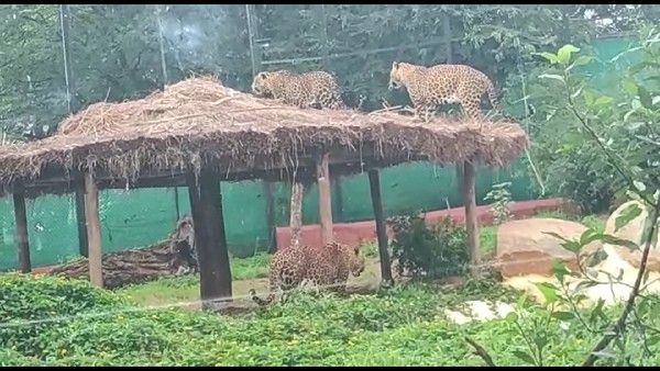 ಬಿಂಕದಕಟ್ಟಿ ಮೃಗಾಲಯದಿಂದ ತನ್ನ ಹುಟ್ಟುಹಬ್ಬಕ್ಕೆ ಚಿರತೆ ದತ್ತು ಪಡೆದ 5 ವರ್ಷದ ಪೋರ