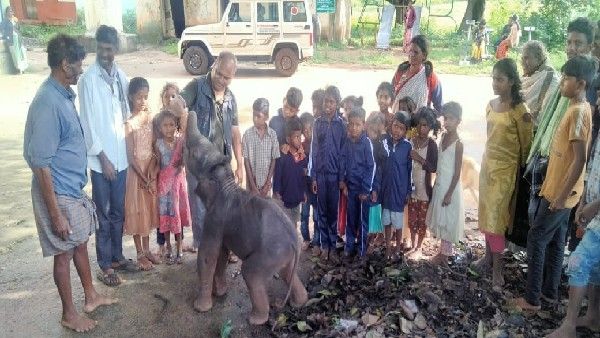 ಪುರಾಣಿಪೋಡಿನ ವಸತಿ ಶಾಲೆ ಮಕ್ಕಳ್ಳೊಂದಿಗೆ ಆಟ ಆಡಿದ ಮರಿ ಆನೆ; ವಿಡಿಯೋ ವೈರಲ್‌
