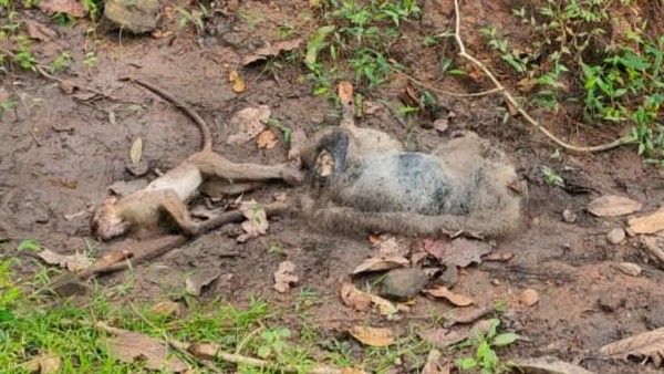 ಉಂಬ್ಳೆಬೈಲು; ಅನುಮಾನಾಸ್ಪದವಾಗಿ 10 ಮಂಗಗಳ ಸಾವು, ಕಣಗಲಸರ ಗ್ರಾಮಸ್ಥರಲ್ಲಿ ಆತಂಕ