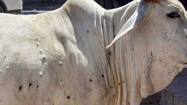 ಚರ್ಮಗಂಟು ರೋಗ; ರಾಮನಗರದಲ್ಲಿ ಒಂದು ತಿಂಗಳು ಜಾನವಾರು ಜಾತ್ರೆ ನಿಷೇಧ