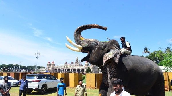 ಮೈಸೂರು ದಸರಾ; ಆನೆಗಳಿಗೆ ಬೀಳ್ಕೊಡುಗೆ, ಲಾರಿ ಹತ್ತಲು ಶ್ರೀರಾಮ ನಕಾರ