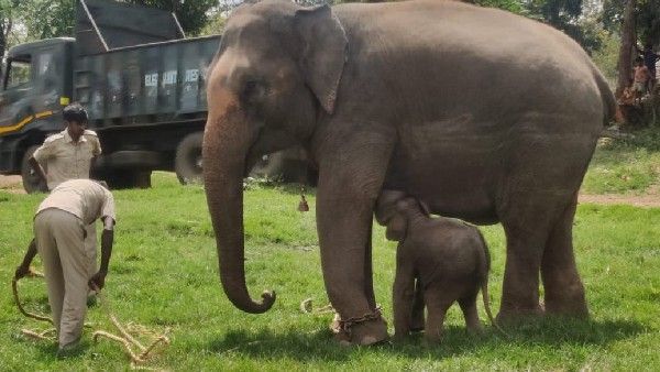 ಅರಮನೆಯಲ್ಲಿ ಬಾಣಂತನ ಮುಗಿಸಿ ಮಗನೊಂದಿಗೆ ತವರಿಗೆ ಬಂದ ಲಕ್ಷ್ಮೀ