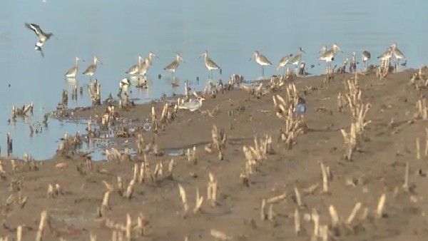 ಆಲಮಟ್ಟಿ ಹಿನ್ನೀರಿನಲ್ಲಿ ಪಕ್ಷಿಧಾಮಕ್ಕೆ ಸರ್ಕಾರದಿಂದ ಗ್ರೀನ್ ಸಿಗ್ನಲ್​