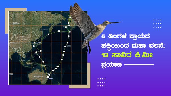 5 ತಿಂಗಳ ಪ್ರಾಯದ ಹಕ್ಕಿಯಿಂದ ಮಹಾ ವಲಸೆ; 13 ಸಾವಿರ ಕಿ.ಮೀ ಪ್ರಯಾಣ