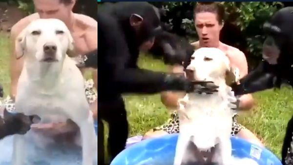 ಸಾಬೂನು ಹಚ್ಚಿ, ಮೈ ಉಜ್ಜಿ ನಾಯಿಗೆ ಸ್ನಾನ ಮಾಡಿಸಿದ ಚಿಂಪಾಂಜಿಗಳು: ವಿಡಿಯೋ