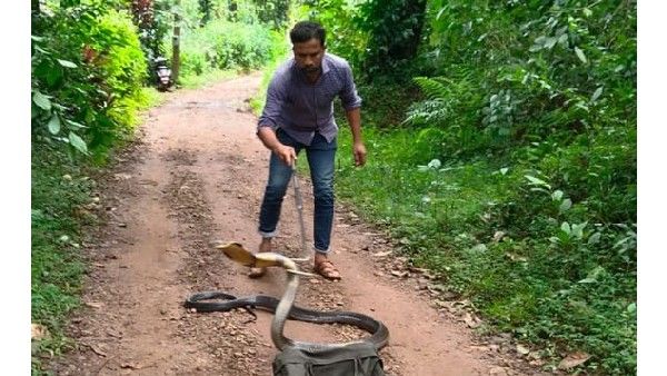 ಕಾಫಿನಾಡಿನಲ್ಲಿ ಹೆಚ್ಚಿದ ಕಾಡು ಪ್ರಾಣಿಗಳ ಹಾವಳಿ: ಬೃಹತ್‌ ಕಾಳಿಂಗ ಸರ್ಪ ಸೆರೆ