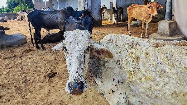ಜಾನುವಾರಿಗೆ Lumpy Skin Disease, ಪರಿಹಾರಕ್ಕೆ ಮಾರ್ಗಸೂಚಿ 