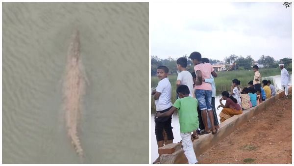 ಬಾಗಲಕೋಟೆ: ಊರಿನ ಕೆರೆಯಲ್ಲಿ ಕಂಡ ಮೊಸಳೆಯನ್ನು ಕೊಲ್ಲುತ್ತೇನೆಂದು ನೀರಿಗೆ ಜಿಗಿದ ಕುಡುಕ!