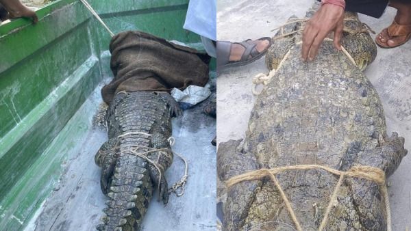 ಬಾಗಲಕೋಟೆ: ಅರಣ್ಯಾಧಿಕಾರಿಗಳನ್ನು ಸತಾಯಿಸಿ ಕೊನೆಗೂ ಸೆರೆ ಸಿಕ್ಕ ಮೊಸಳೆ