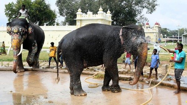 ಜಂಬೂ ಸವಾರಿ ಯಶಸ್ವಿಗೊಳಿಸಿ ರಿಲ್ಯಾಕ್ಸ್ ಮೂಡ್‌ಗೆ ತೆರಳಿದ ಗಜಪಡೆ