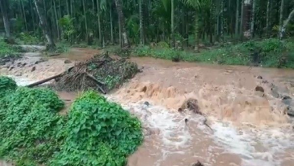 ದಾವಣಗೆರೆ ಜಿಲ್ಲೆಯಲ್ಲಿ ಮತ್ತೆ ಮಳೆರಾಯನ ಅಟ್ಟಹಾಸ; ಅಡಿಕೆ ಬೆಳೆಗಾರರು ತತ್ತರ