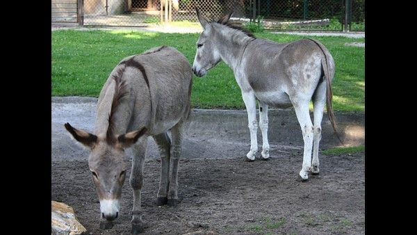 ಆಂಧ್ರಪ್ರದೇಶದಲ್ಲಿ ಕತ್ತೆ ಮಾಂಸ ಏಕೆ ತಿನ್ನುತ್ತಾರೆ? ಪ್ರತಿ ಕೆಜಿಗೆ ಬೆಲೆ ಎಷ್ಟು? ಶಿಕ್ಷೆಯ ವಿವರಗಳು