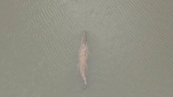 ಡ್ರೋನ್ ಕ್ಯಾಮರಾದಲ್ಲಿ ಸೆರೆಯಾಯ್ತು ಊರಿನ ಮಧ್ಯವಿರುವ ಕೆರೆಯಲ್ಲಿನ ಮೊಸಳೆ!