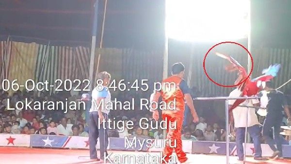 ಮೈಸೂರಿನಲ್ಲಿ ಪಕ್ಷಿಗಳ ರೆಕ್ಕೆ ಕತ್ತರಿಸುತ್ತಿದ್ದ ಸರ್ಕಸ್ ಕಂಪನಿ ವಿರುದ್ಧ ಎಫ್‌ಐಆರ್