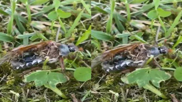 ವಿಡಿಯೋ: ಸತ್ತ ನಂತರವೂ ನಡೆಯುವ ಕೀಟ!