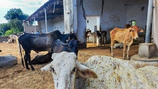 ಶಿವಮೊಗ್ಗ: ಅ.31ರವರೆಗೆ ಜಾನುವಾರು ಜಾತ್ರೆ, ಜಾನುವಾರು ಸಾಗಾಣೆ ನಿಷೇಧ