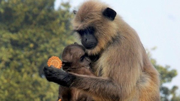 ಮಹಾರಾಷ್ಟ್ರದಲ್ಲಿ ಕೋತಿಗಳಿಗೆ ಗೌರವ; 32 ಎಕರೆ ಭೂಮಿ ಮಂಗಗಳ ಹೆಸರಿಗೆ!