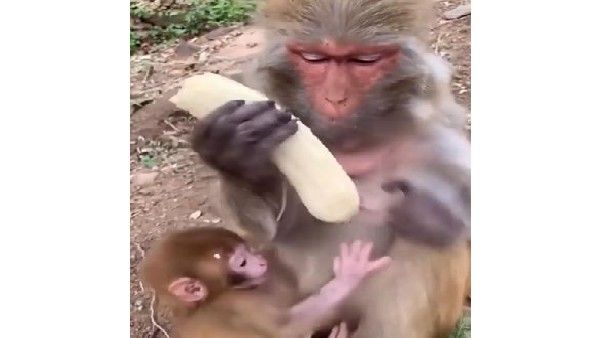 Viral Video: ಮಗುವಿಗಾಗಿ ಬಾಳೆಹಣ್ಣಿನ ಸಿಪ್ಪೆ ಸುಲಿದ ಕೋತಿ!