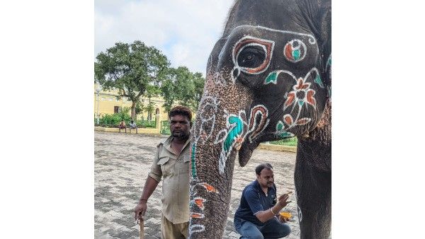ಜಂಬೂ ಸವಾರಿಗೆ ಮೈಸೂರು ನಗರಿ ಸಜ್ಜು: ಮಧ್ಯಾಹ್ನ ನಂದಿಪೂಜೆ, ಸಂಜೆ‌ ಮೆರವಣಿಗೆ, ಹೆಜ್ಜೆ ಹಾಕಲಿವೆ 9 ಆನೆಗಳು