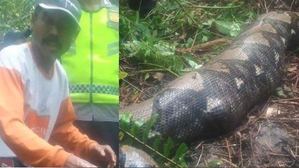 ಮಹಿಳೆಯನ್ನು ನುಂಗಿದ ಹೆಬ್ಬಾವು: ಮೃತದೇಹ ತೆಗೆಯಲು ಕುಟುಂಬಸ್ಥರ ಹರಸಾಹಸ