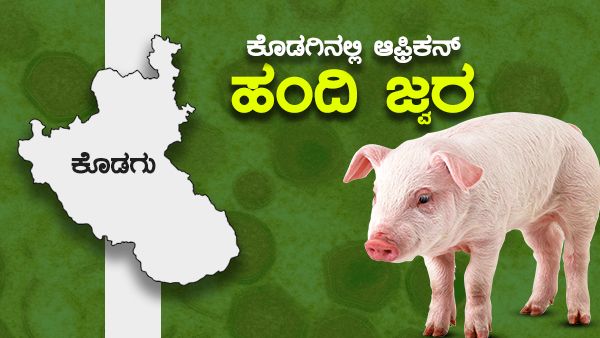 ಕೊಡಗಿನಲ್ಲಿ ಆಫ್ರಿಕನ್ ಹಂದಿ ಜ್ವರ... ಜನರಲ್ಲಿ ಆತಂಕ ಬೇಡ